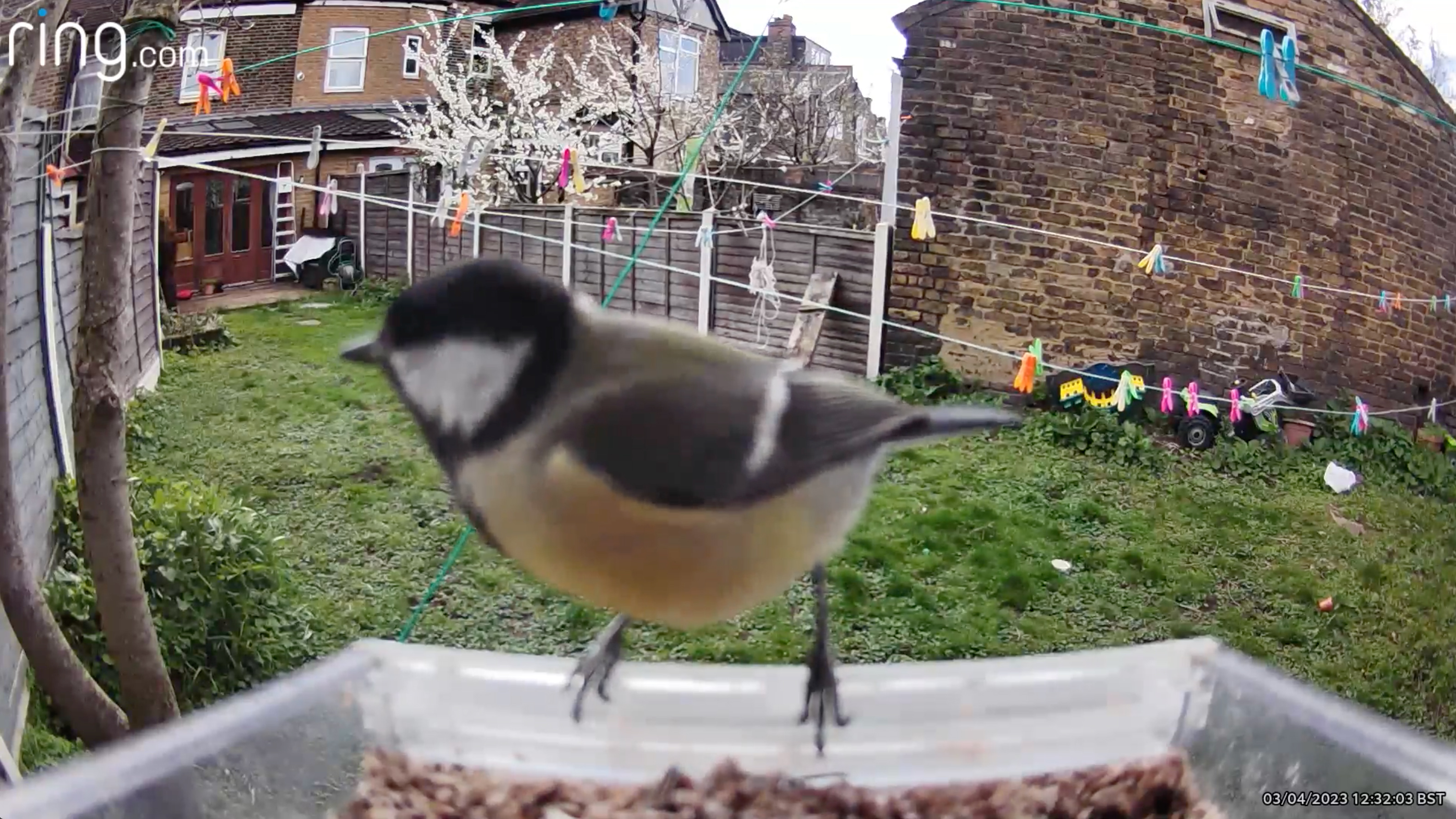 صورة ثابتة من كاميرا Ring Stick Up Camera من وحدة تغذية Wasserstein Bird تُظهر طائرًا يتغذى