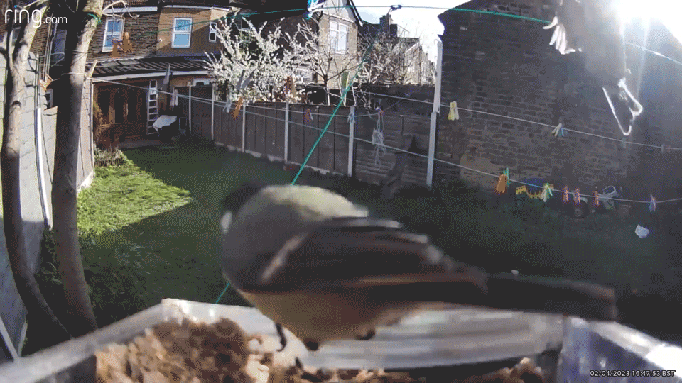 مقطع قصير للطيور في حقيبة كاميرا Wasserstein Bird Feeder
