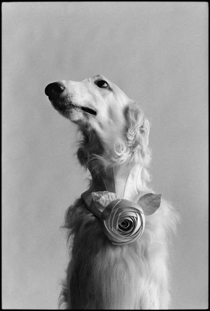 صورة لكلب بواسطة إليوت إرويت، التقطت في نيويورك، الولايات المتحدة الأمريكية، 1999.