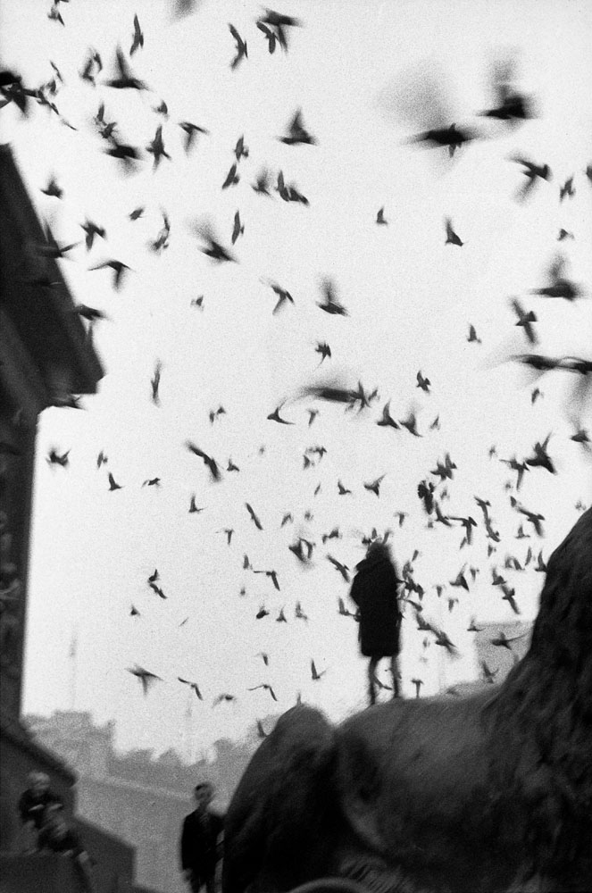 تصوير سيرجيو لارين لسرب من الطيور في ميدان الطرف الأغر، لندن، عام 1959.