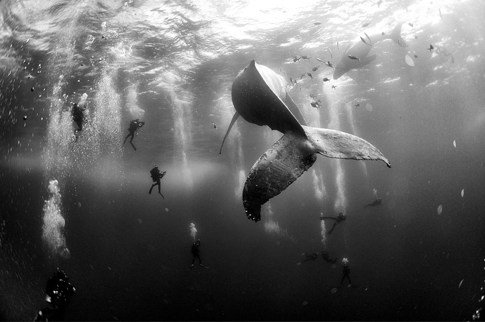 صورة لحوت تحت الماء التقطها أنور باتجان فلوريوك.