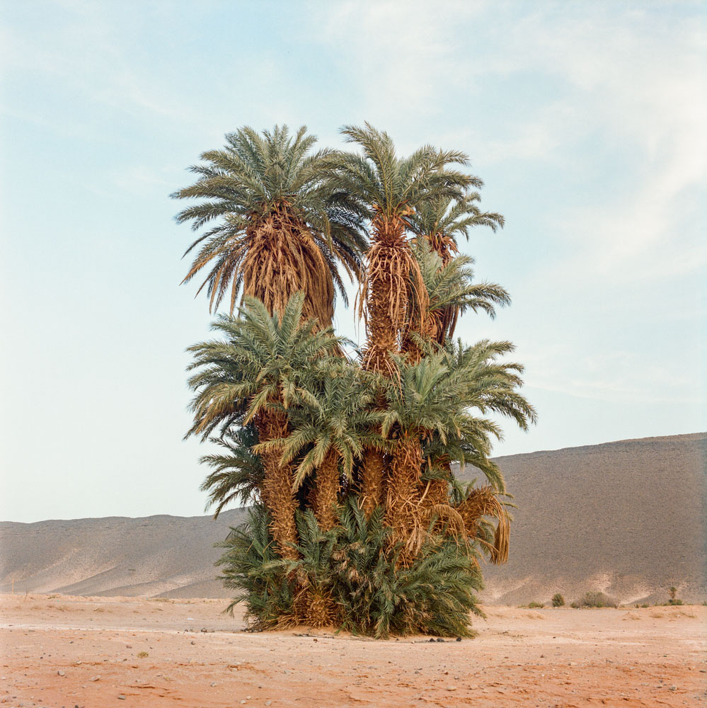 صورة لأشجار النخيل في جنوب المغرب بعدسة محمد كيليطو
