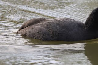حيوان كوت يسبح في بحيرة