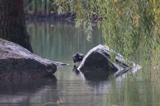 طائر الطير يأكل من البحيرة