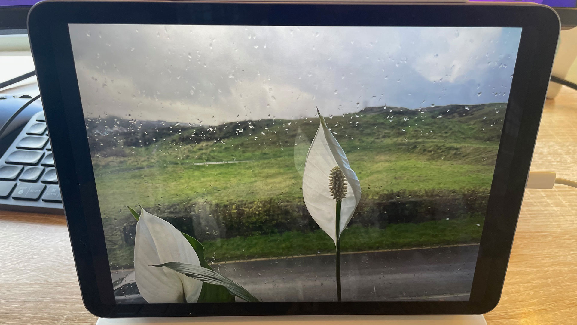 جهاز iPad Air (2022) على مكتب مع صورة زنبق السلام على الشاشة