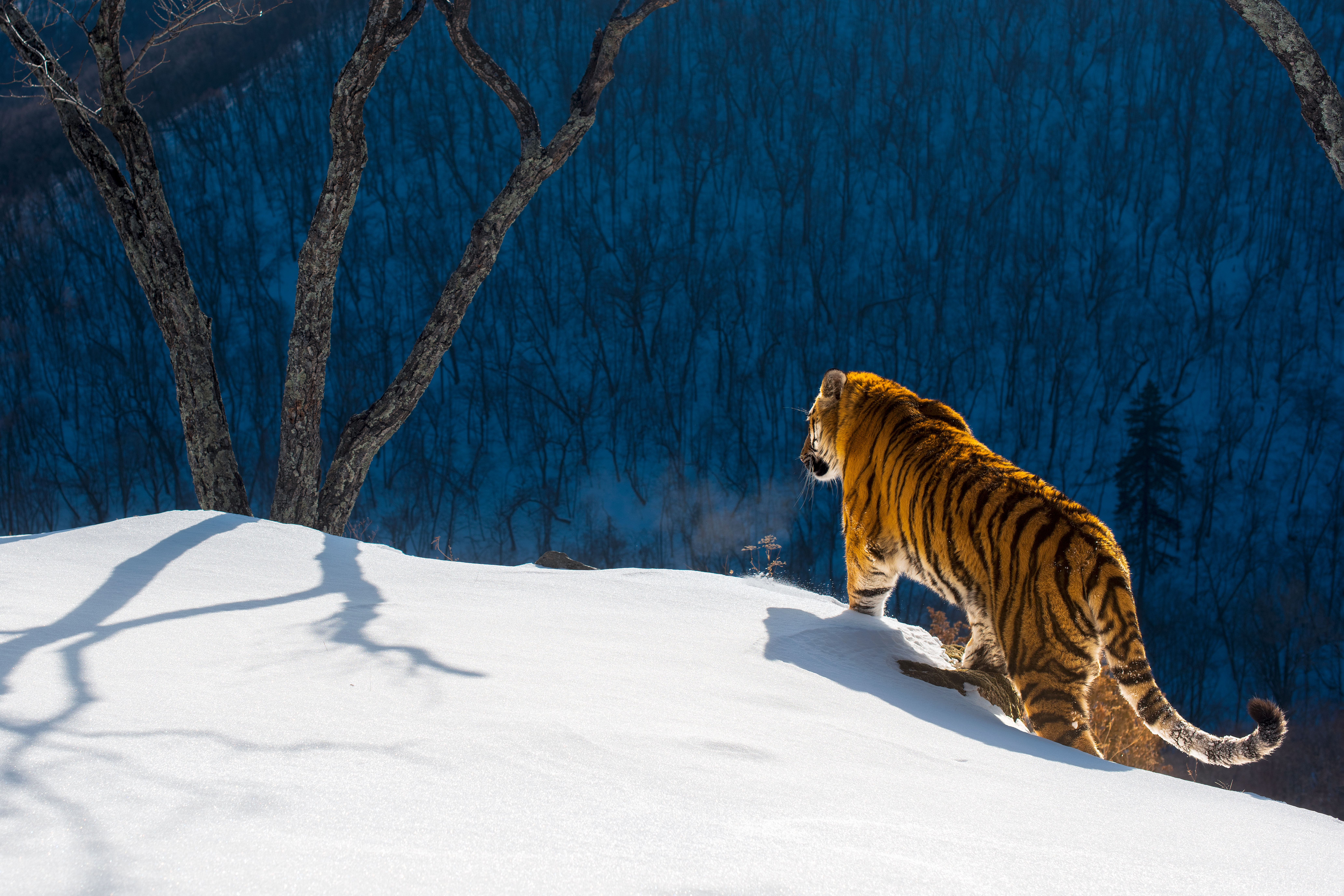 صورة لنمر سيبيريا التقطها مصور الحياة البرية سيرجي جورشكوف